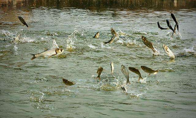 timg (1).jpg timg (1).jpg